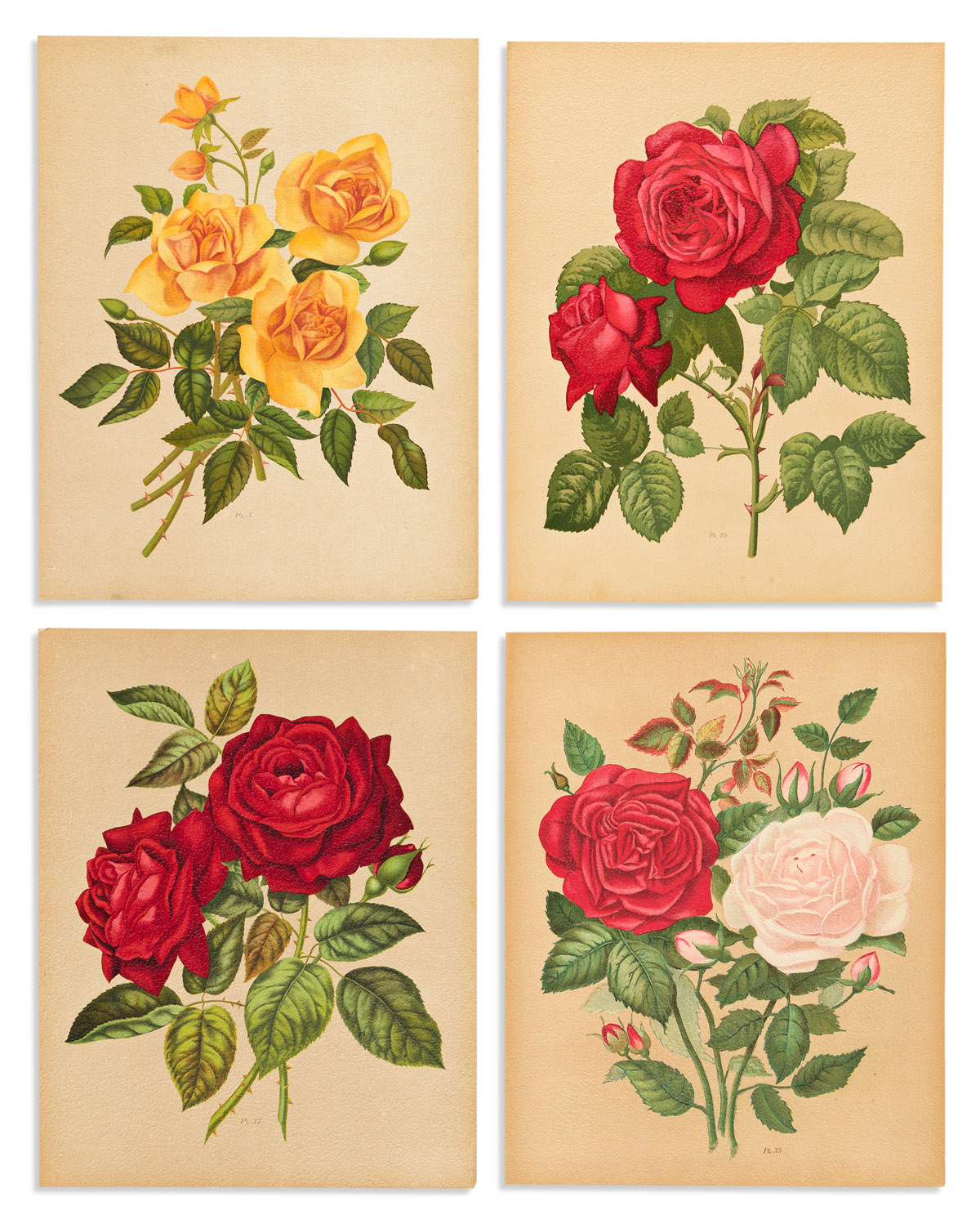 (ROSES.) Paul Hariot. Le Livre dOr des Roses, Iconographie Histoire et Culture de la Rose.